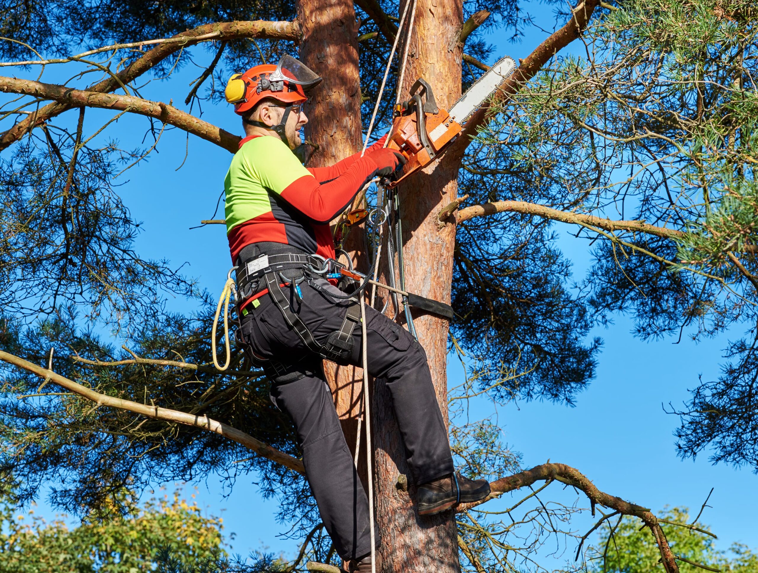 COMET | Arborist | Central Midlands | A James Global